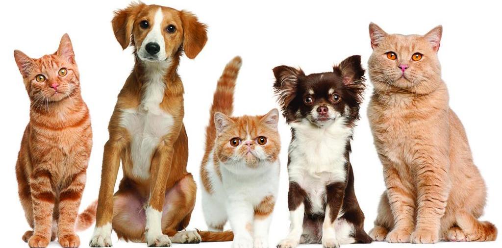 Доска объявлений о животных | ЗооТом - продажа, вязка и услуги для животных в Борисоглебске