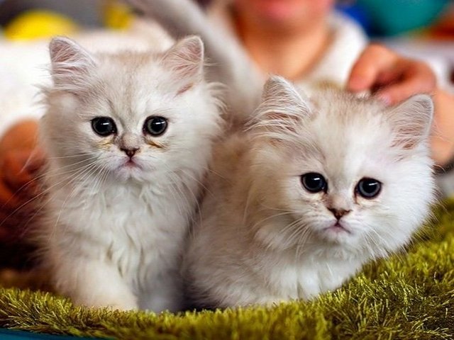 Породы кошек в Борисоглебске | ЗооТом портал о животных
