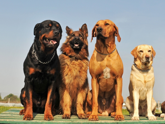 Крупные породы собак в Борисоглебске | ЗооТом портал о животных