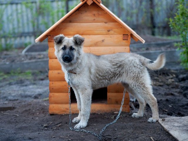 Все о собаках в Борисоглебске